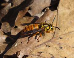 Vespula squamosa (Drury 1770) resmi