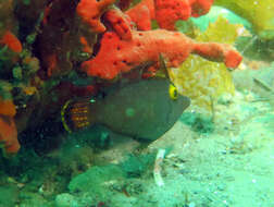 Image of Yellow-eyed leatherjacket