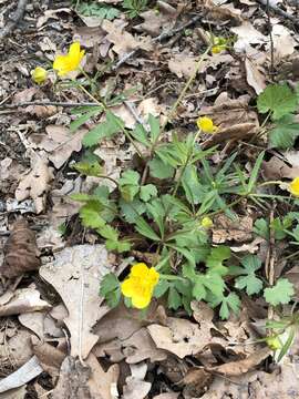 Image of Goldilocks Buttercup