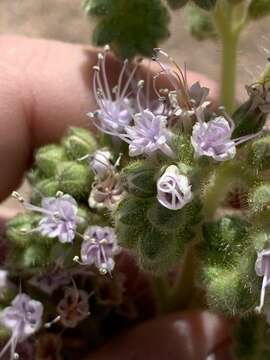 Phacelia palmeri Torr. ex S. Wats.的圖片