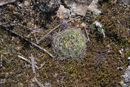 Image of Echinopsis tiegeliana (Wessner) D. R. Hunt