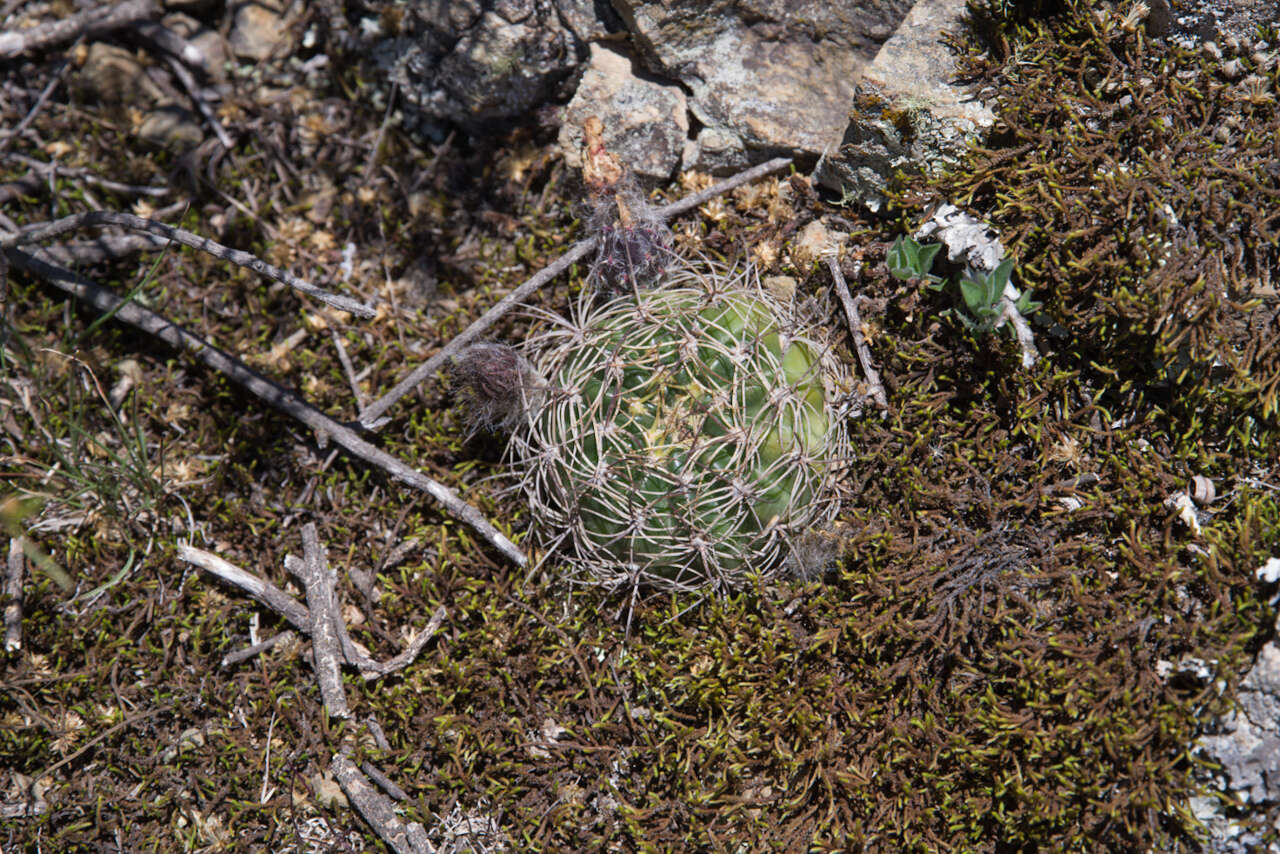 Image de Echinopsis tiegeliana (Wessner) D. R. Hunt