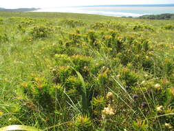 Image of Leucadendron spissifolium subsp. natalense (Thode & Gilg) I. Williams