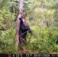 Image of Mexican Black Bear