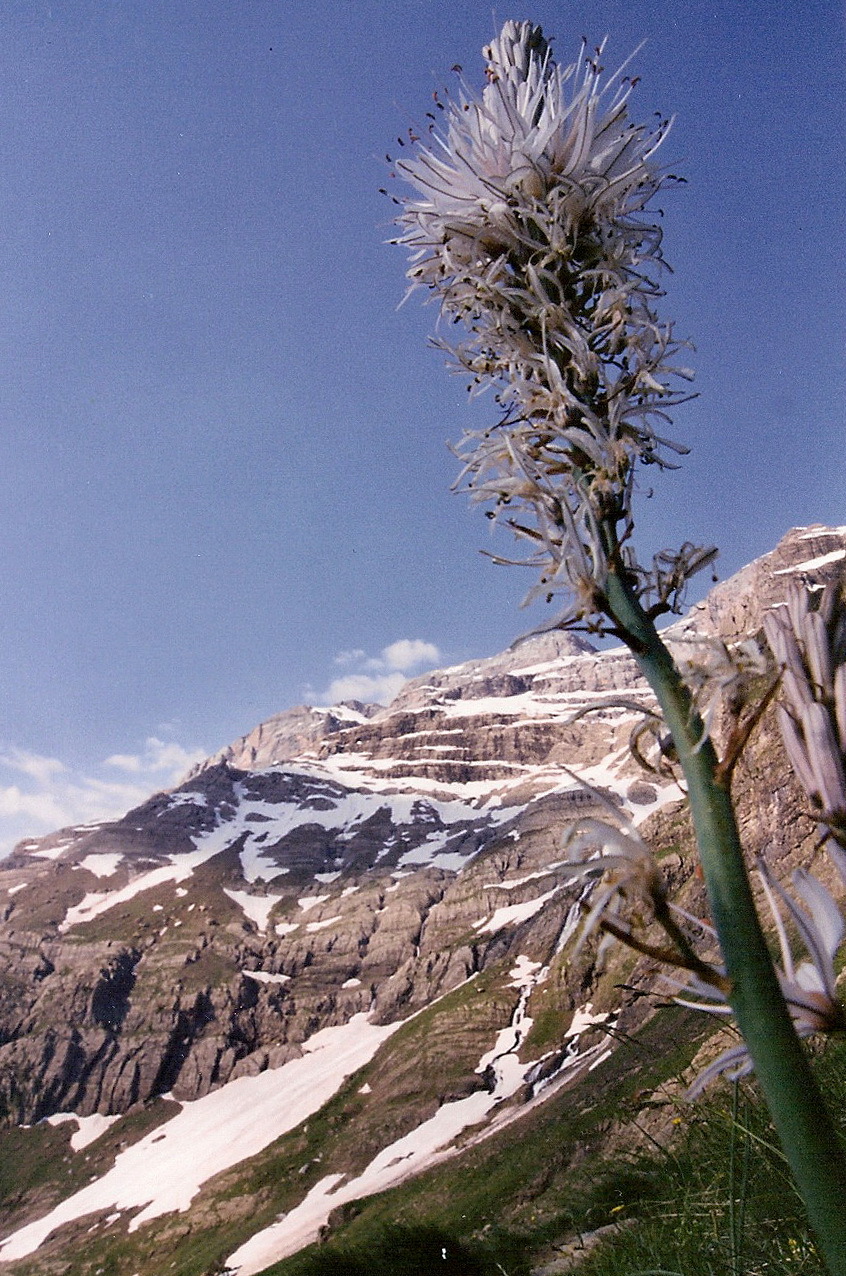 Asphodelus albus (rights holder: Jos Mara Escolano)