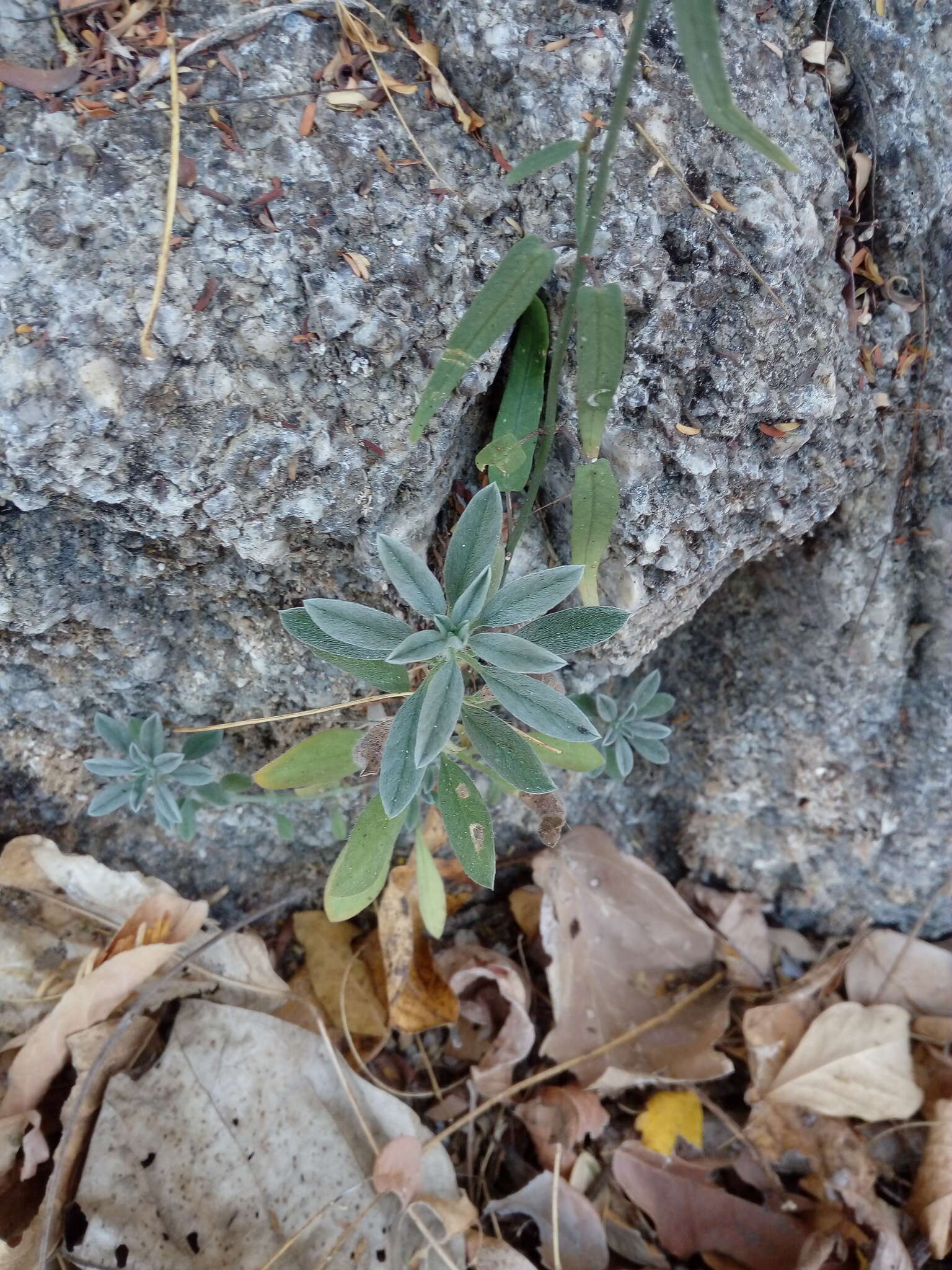 صورة Euploca procumbens (Mill.) Diane & Hilger