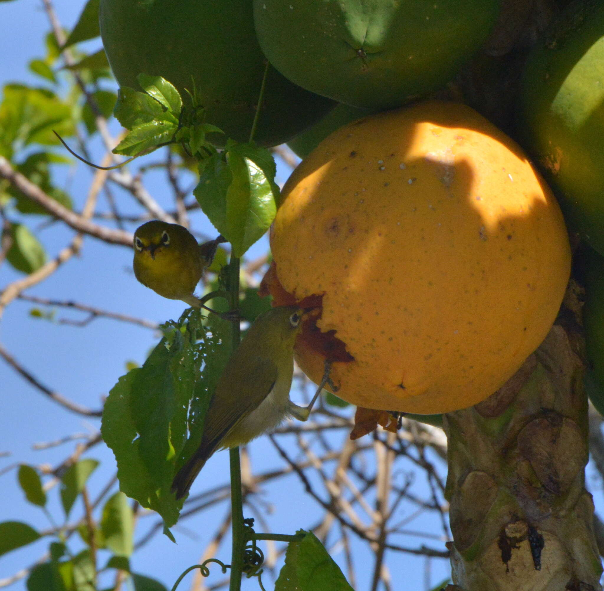 Image of Small Lifou White-eye