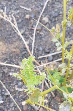 Imagem de Astragalus chinensis L. fil.