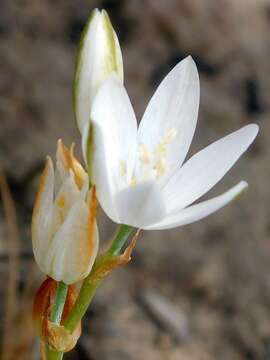 Image of Ornithogalum hispidum subsp. bergii (Schltdl.) Oberm.