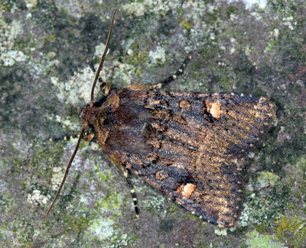 Image of <i>Dryobota labecula</i> Esper 1788