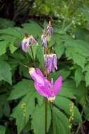 Dodecatheon pulchellum subsp. pauciflorum (Dur.) Hulten resmi