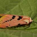 Imagem de Spilosoma ericsoni Semper 1899