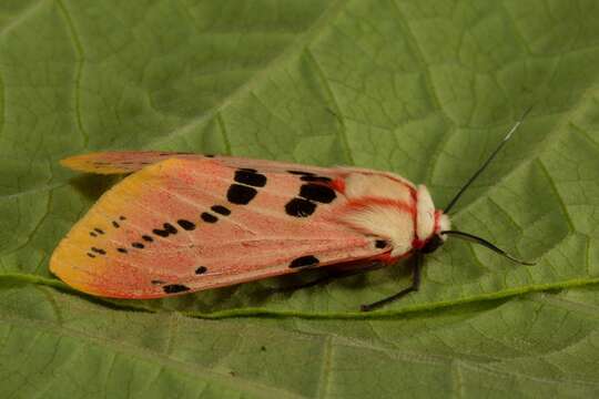 Image of Spilosoma ericsoni Semper 1899