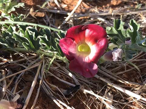 Image of devil's claw