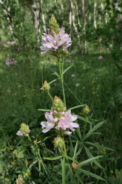 Image of Oregon checkerbloom