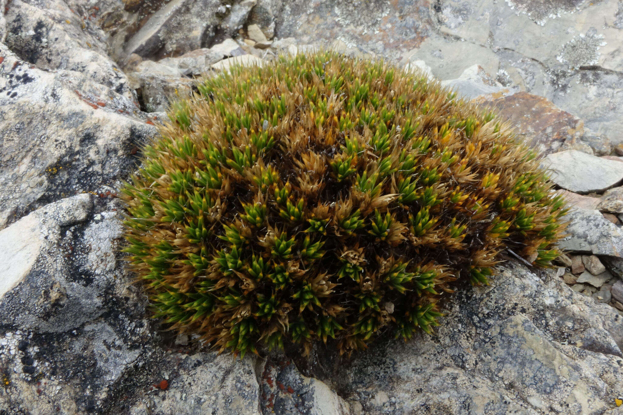 Image of Colobanthus buchananii T. Kirk