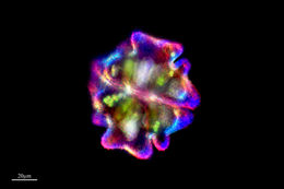 Image of <i>Euastrum verrucosum</i>