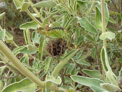 Image of Peloponnese Bright Bush-Cricket