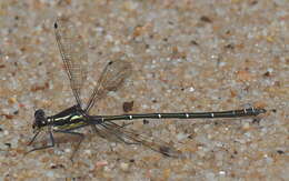 Image of Sydney flatwing