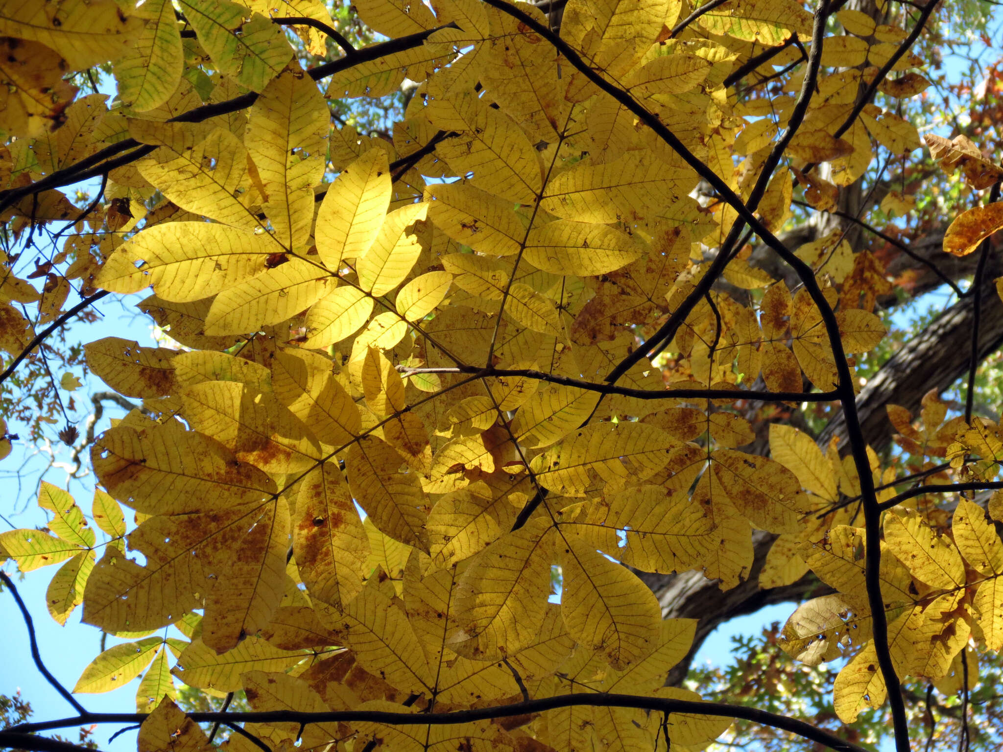 Image of mockernut hickory