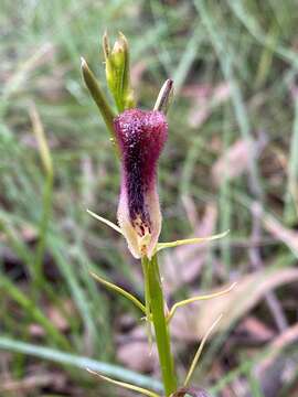 Image of Leafless tongue orchid