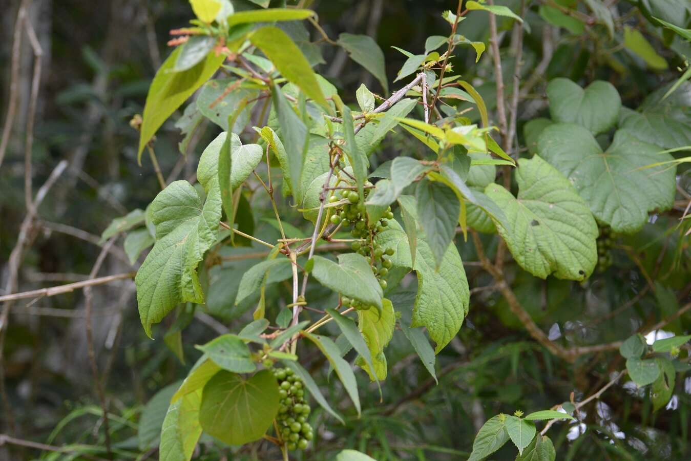 Image of West Indian grape