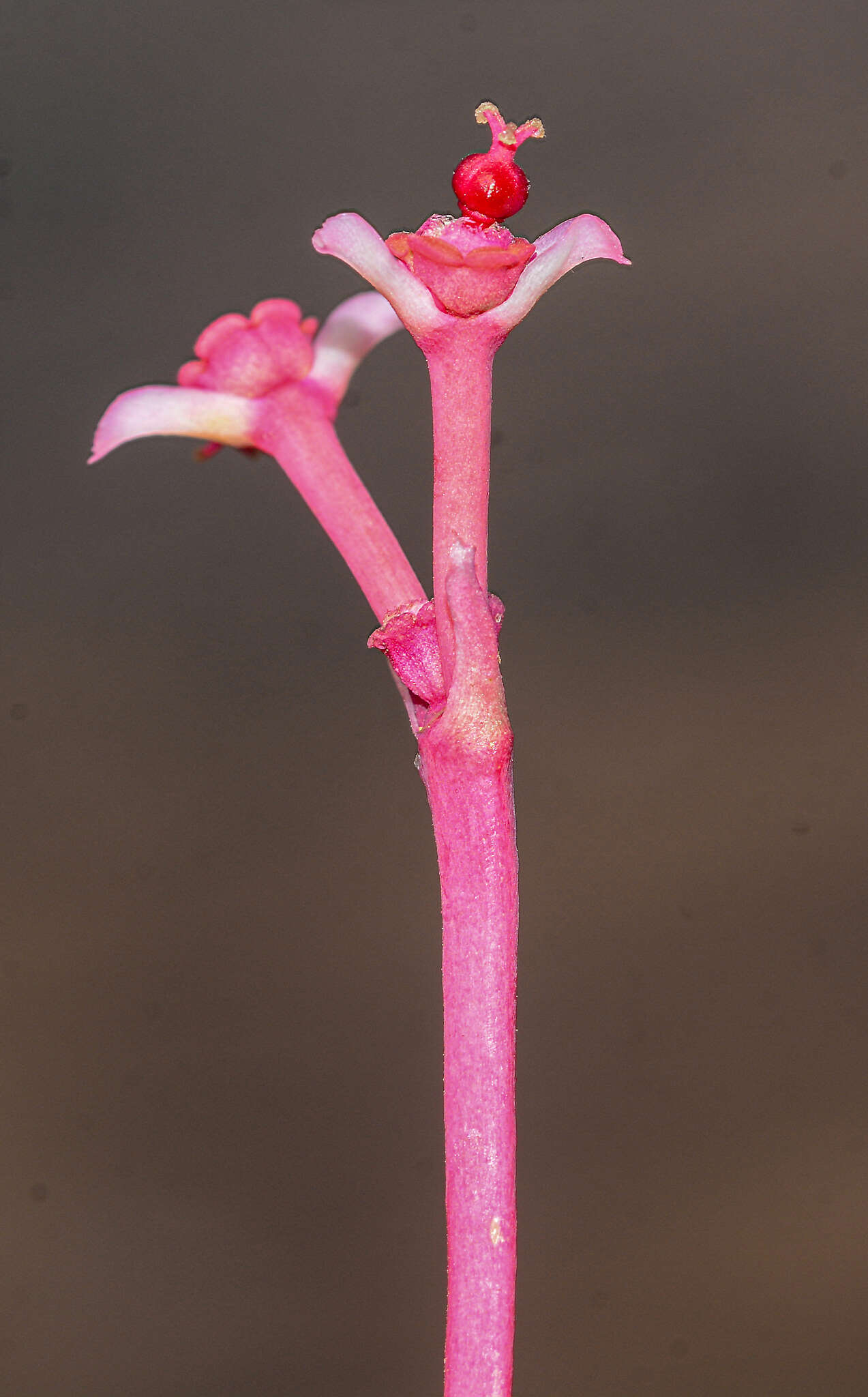 Image of Euphorbia fusiformis var. khandallensis (Blatt. & Hallb.) Binojk. & N. P. Balakr.