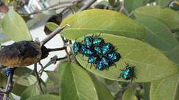 Image of cotton harlequin bug