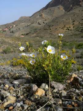 صورة Halimium umbellatum subsp. viscosum (Willk.) O. Bolós & Vigo