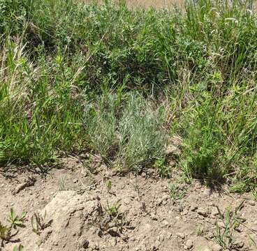 Image of longleaf wormwood