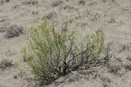 Image of Bailey's rabbitbrush