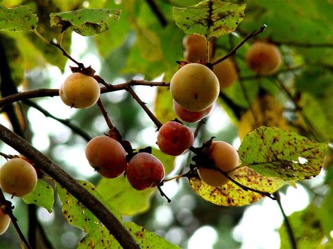 Image of common persimmon