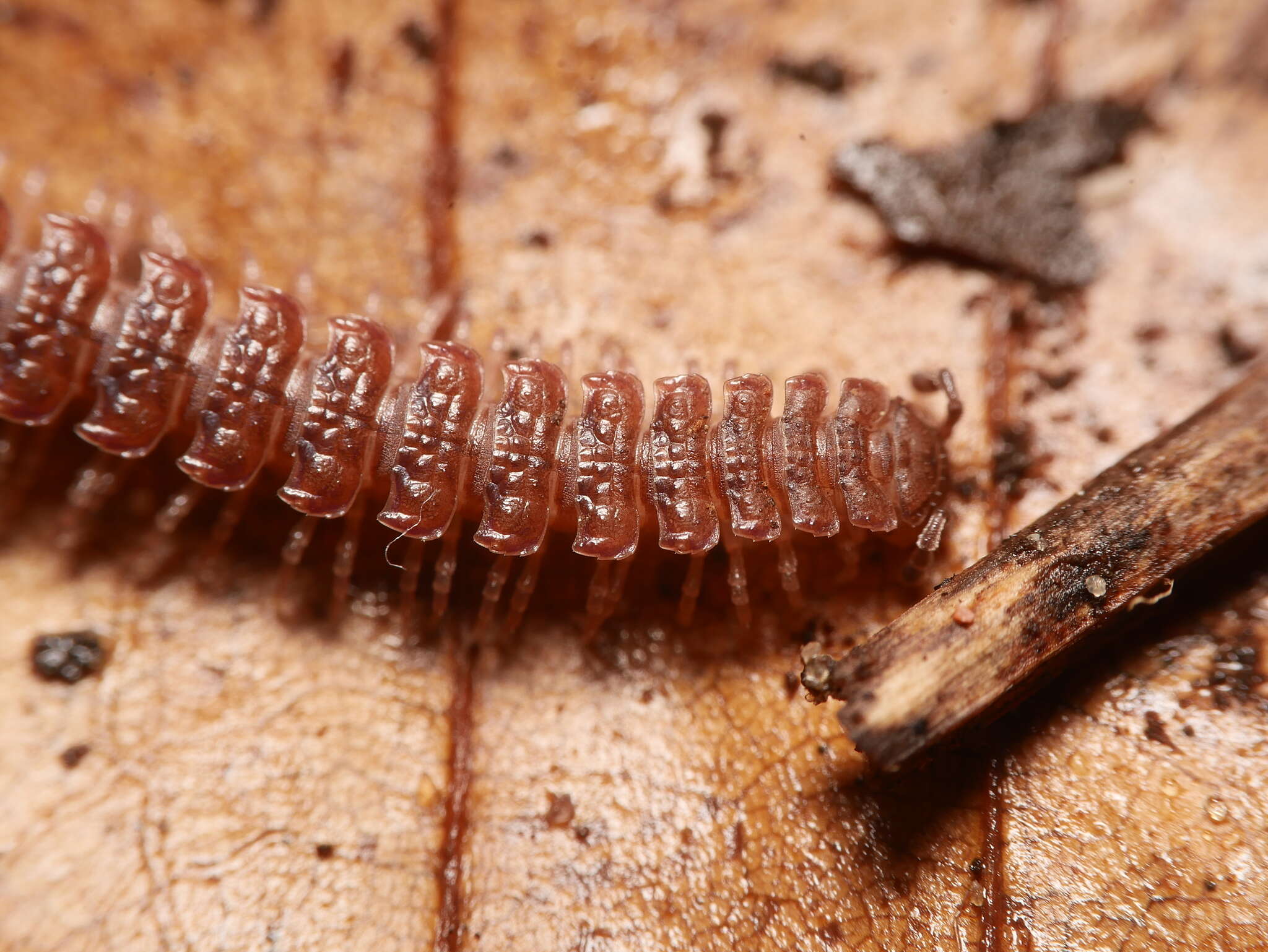 Image of Flat-backed millipede