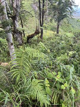 Image of Menisciopsis cyatheoides (Kaulf.) S. E. Fawc. & A. R. Sm.