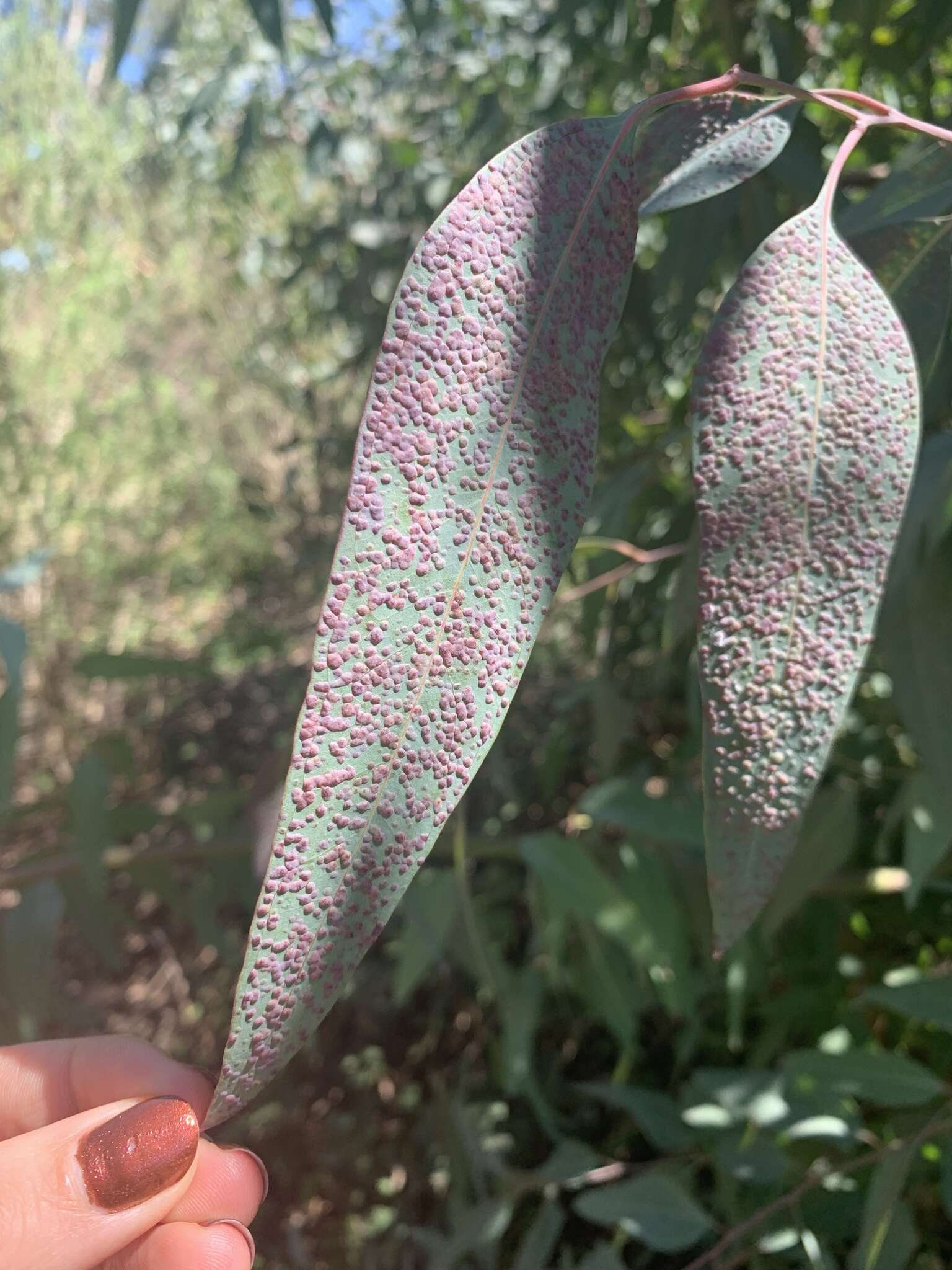 Image of Eucalyptus gall wasp