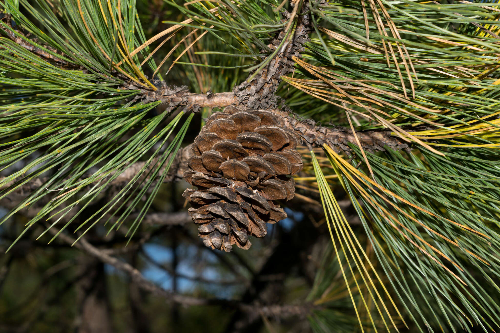 Imagem de Pinus arizonica var. cooperi (C. E. Blanco) Farjon