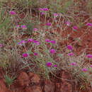 Image of Gomphrena canescens subsp. canescens