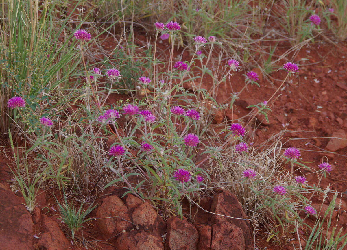 Image of Gomphrena canescens subsp. canescens