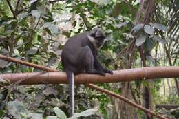 Sivun Cercopithecus erythrogaster erythrogaster Gray 1866 kuva