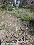 Image of Giant sun orchid