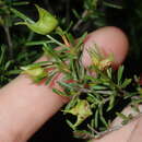 Image of Dodonaea pinifolia Miq.