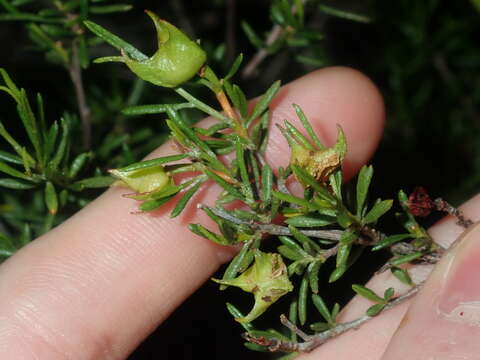 Image de Dodonaea pinifolia Miq.