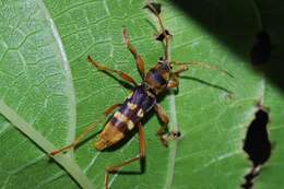 Image of Chlorophorus quinquefasciatus (Castelnau & Gory 1841)