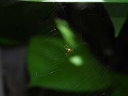 Image of Argyrodes flavescens O. Pickard-Cambridge 1880