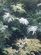 Image of giant false spiraea