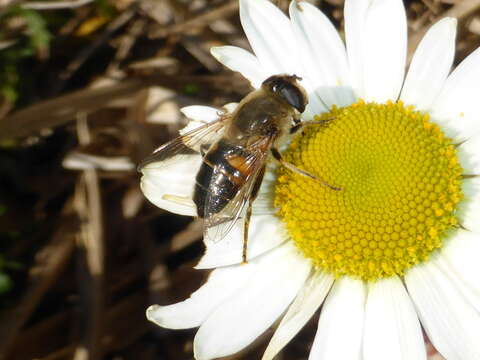 Image of drone fly