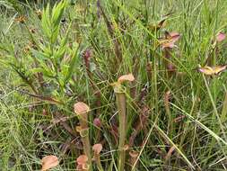 Image of Wherry's pitcherplant