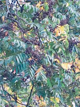 Image of Chinese soapberry