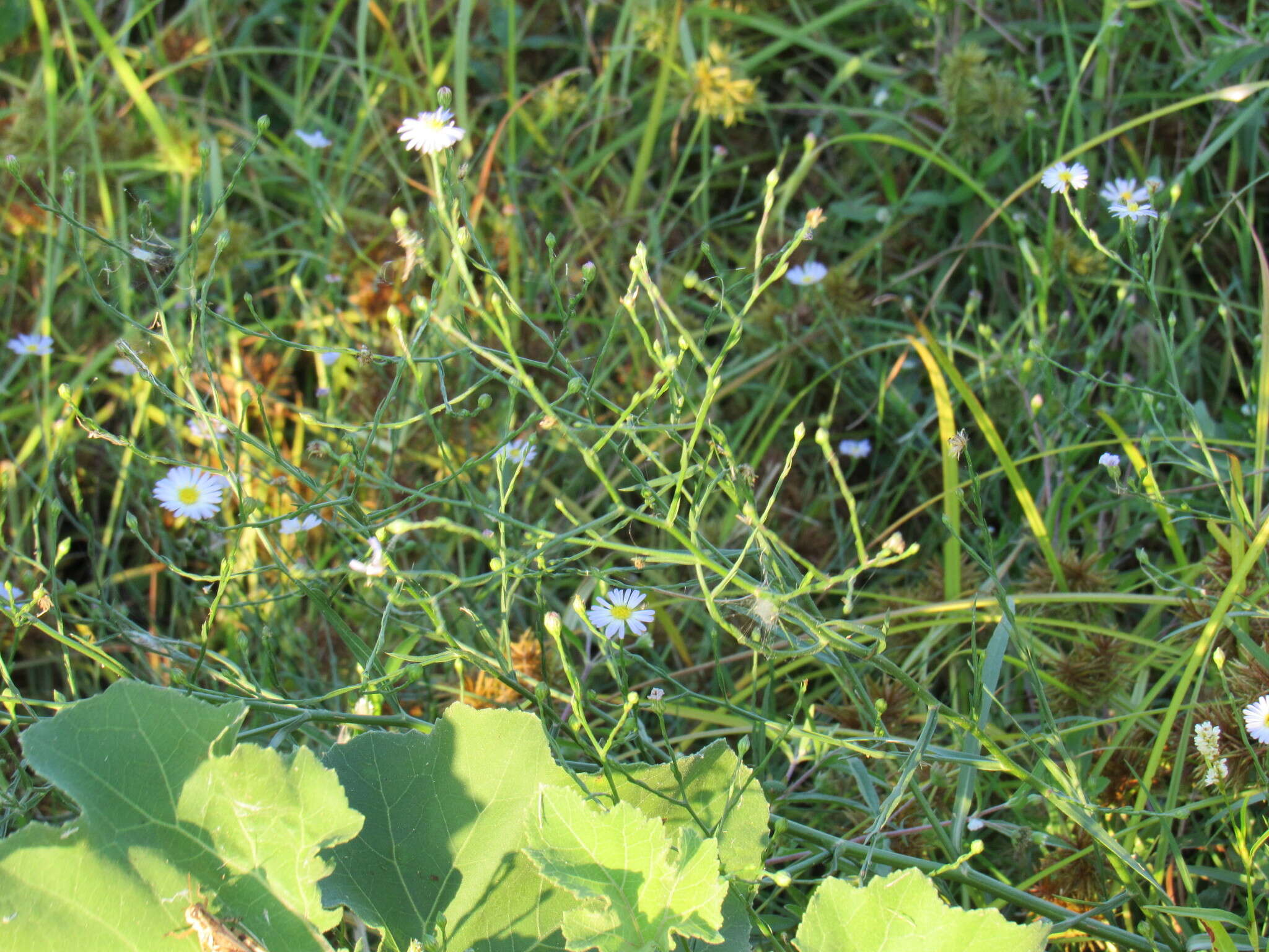 Слика од Symphyotrichum subulatum var. ligulatum S. D. Sundberg