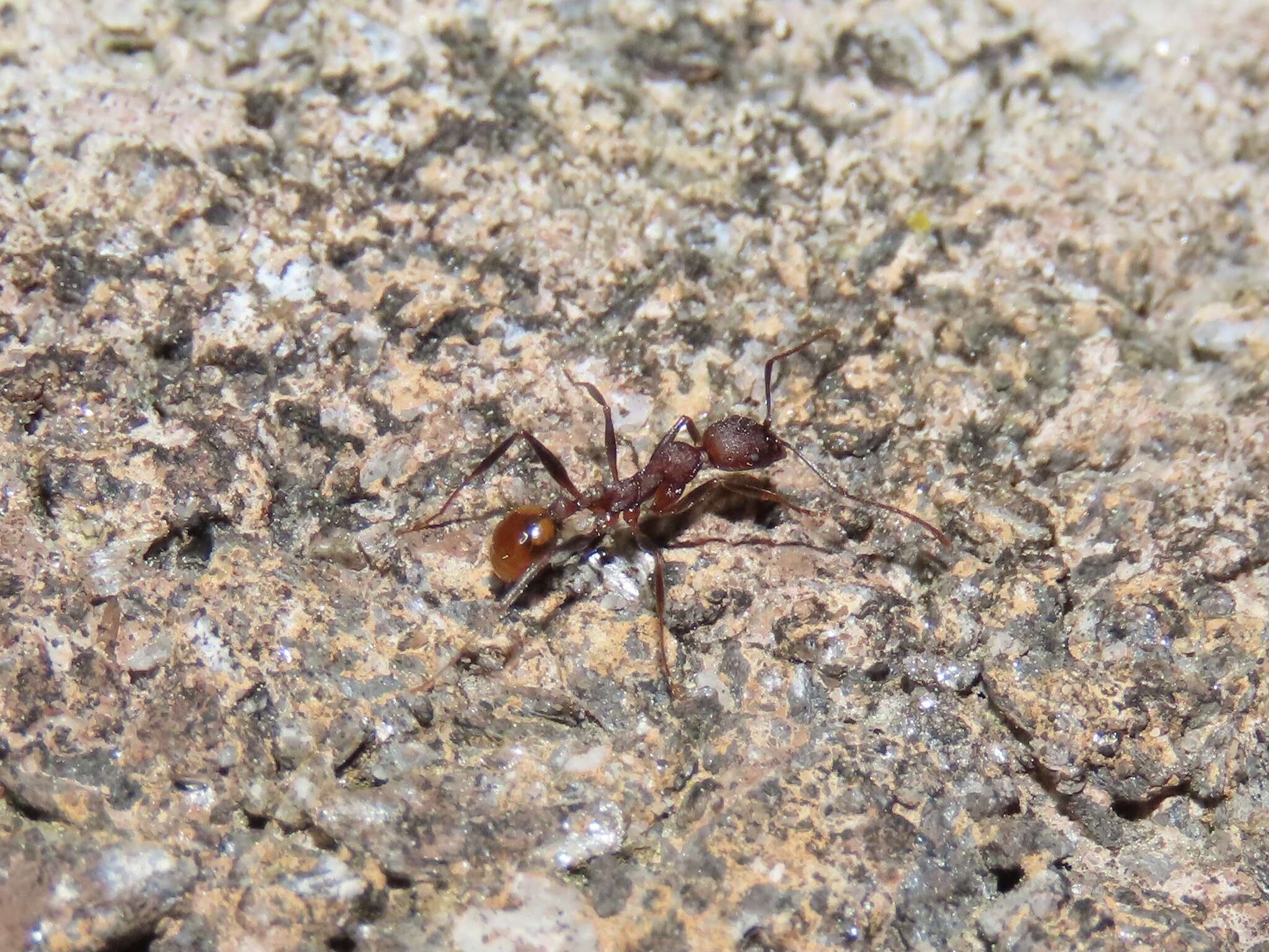 Image of Aphaenogaster treatae Forel 1886